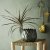 Ophng dekoration, Palme. Madam Stoltz
