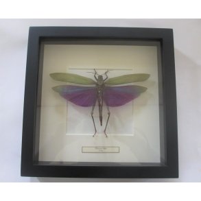 Grshoppe i sort passepartout ramme. Grn/lilla. 25x25cm